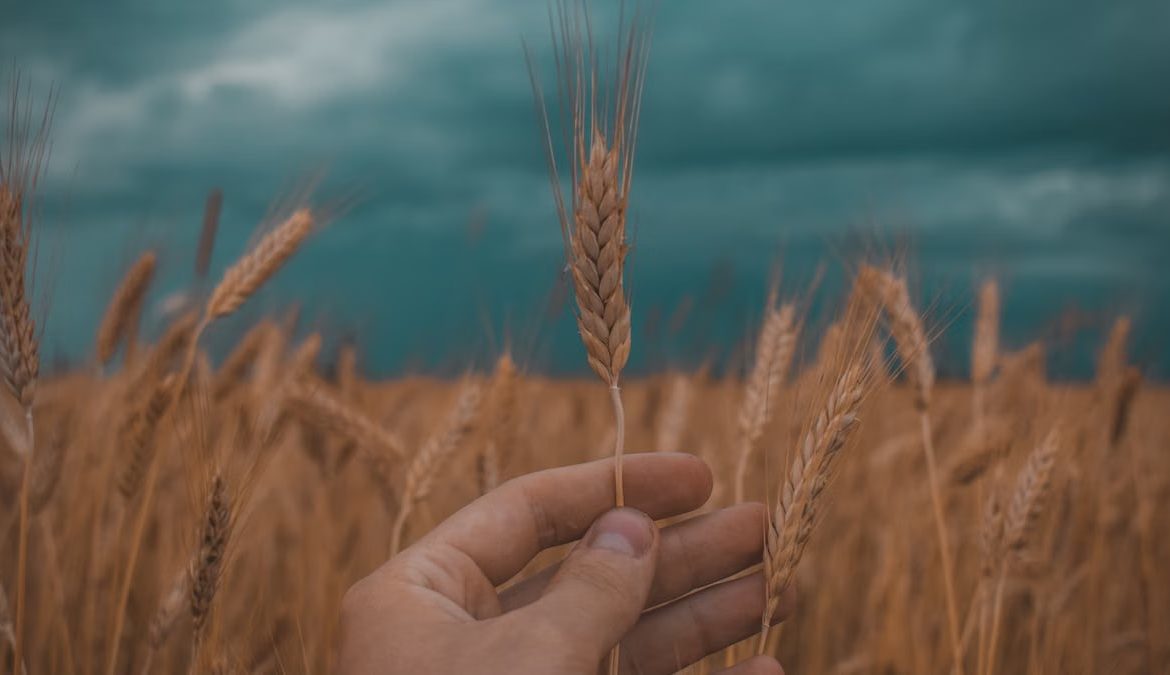 Close-up of a hand holding a wheat stalk in a golden field under a dramatic cloudy sky.